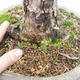 Venkovní bonsai -Modřín opadavý- Larix decidua - 5/7