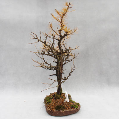 Venkovní bonsai -Modřín opadavý- Larix decidua - 5