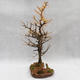 Venkovní bonsai -Modřín opadavý- Larix decidua - 5/5