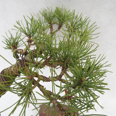 Venkovní bonsai -Borovice blatka - Pinus uncinata - 5