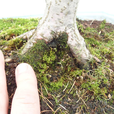 Venkovní bonsai - Javor dlanitolistý - Acer palmatum - 5