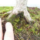 Venkovní bonsai - Javor dlanitolistý - Acer palmatum - 5/5