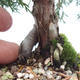 Venkovní bonsai - Jalovec čínský - Juniperus chinensis - 5/6