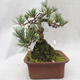 Venkovní bonsai -Borovice lesní - Pinus sylvestris - 5/5