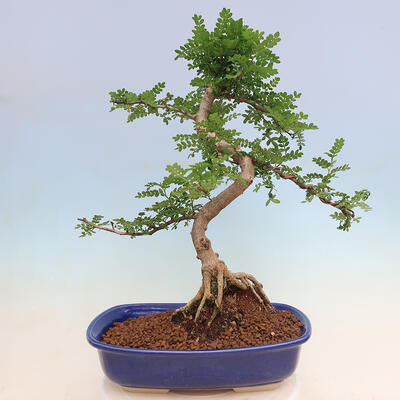 Pokojová bonsai - Zantoxylum piperitum - pepřovník - 5