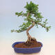 Pokojová bonsai - Zantoxylum piperitum - pepřovník - 5/6