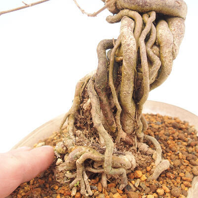 Venkovní bonsai - krásnoplodka Callicarpa - 5
