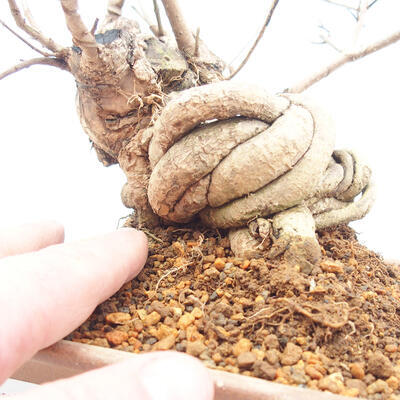 Venkovní bonsai - krásnoplodka Callicarpa - 5