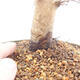 Venkovní bonsai -Carpinus CARPINOIDES - Habr korejský - 5/5