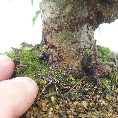 Venkovní bonsai - Javor Buergerianum - Javor Burgerův - 5