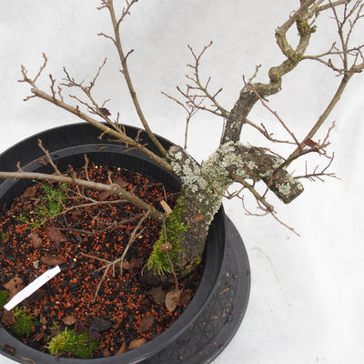 Venkovní bonsai -jilm malo - listý - Ulmus parviflora - 5