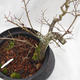 Venkovní bonsai -jilm malo - listý - Ulmus parviflora - 5/5