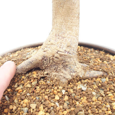 Venkovní bonsai -Carpinus CARPINOIDES - Habr korejský - 5