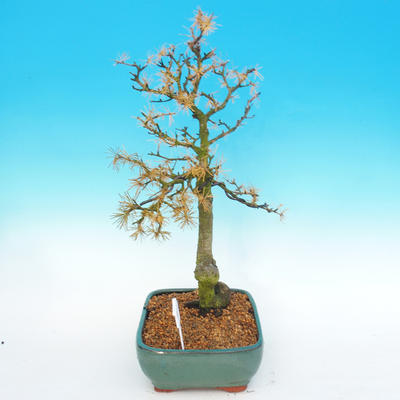 Venkovní bonsai -Modřín opadavý-Larix decidua - 5