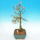 Venkovní bonsai -Modřín opadavý-Larix decidua - 5/5