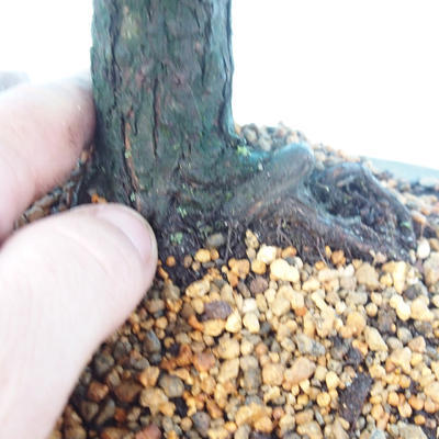 Venkovní bonsai - Cypřišek hrachonosný - Chamacyparis pisifera sqarosa dumosa - 5