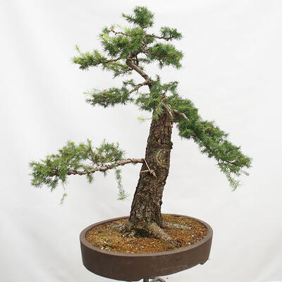 Venkovní bonsai Modřín opadavý Larix decidua - 5
