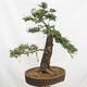 Venkovní bonsai Modřín opadavý Larix decidua - 5/5