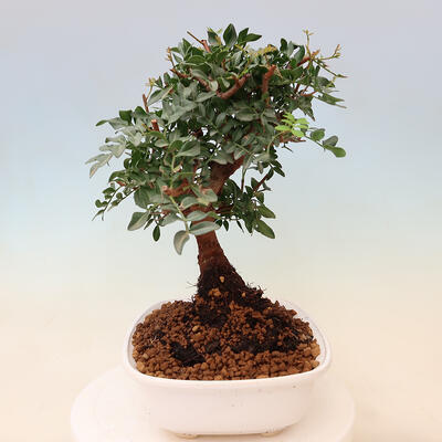 Pokojová bonsai -  Pistácie - 5