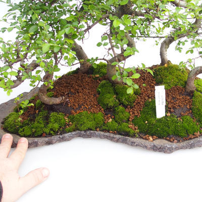 Pokojová bonsai - Ulmus parvifolia - Malolistý jilm - 5