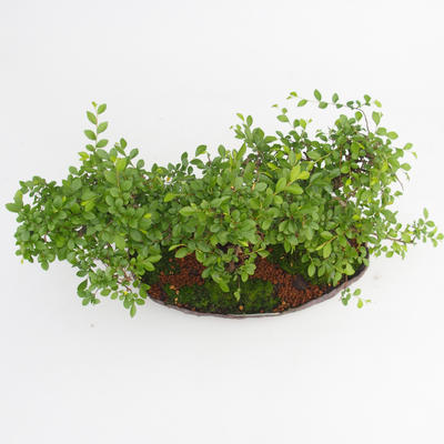 Pokojová bonsai - Ulmus parvifolia - Malolistý jilm - 5