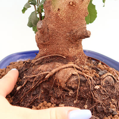 Pokojová bonsai - Rohovnik obecny,svatojansky chleb-Ceratonia sp. - 5