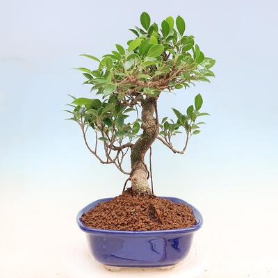 Pokojová bonsai - Ficus kimmen -  malolistý fíkus - 5