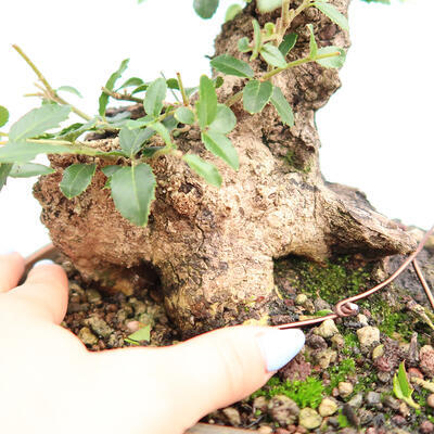 Pokojová bonsai - Jamovec širokolistý - Phillyrea latifolia - 5