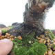 Venkovní bonsai - Juniperus chinensis Itoigawa-Jalovec čínský - 5/6