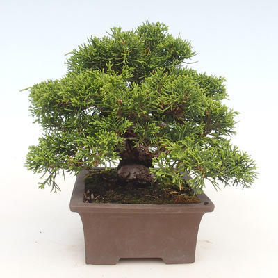 Venkovní bonsai - Juniperus chinensis Itoigawa-Jalovec čínský - 5
