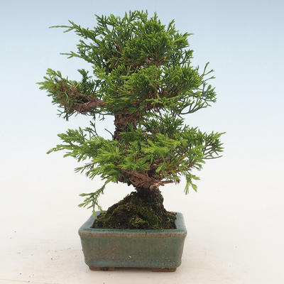 Venkovní bonsai - Juniperus chinensis Itoigawa-Jalovec čínský - 5