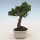 Venkovní bonsai - Juniperus chinensis -Jalovec čínský - 5/5
