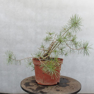 Yamadori - Pinus sylvestris - borovice lesní - 5