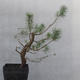 Yamadori - Pinus sylvestris - borovice lesní - 5/5