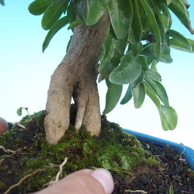 Pokojová bonsai-PUNICA granatum-Granátové jablko - 5
