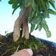 Pokojová bonsai-PUNICA granatum-Granátové jablko - 5/5