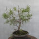 Yamadori - Pinus sylvestris - borovice lesní - 5/5
