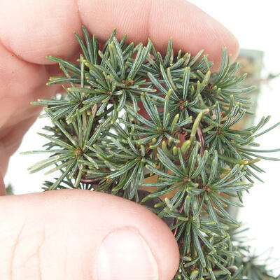 Venkovní bonsai - Cedrus Libani Brevifolia - Cedr zelený - 5