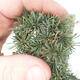 Venkovní bonsai - Cedrus Libani Brevifolia - Cedr zelený - 2/2