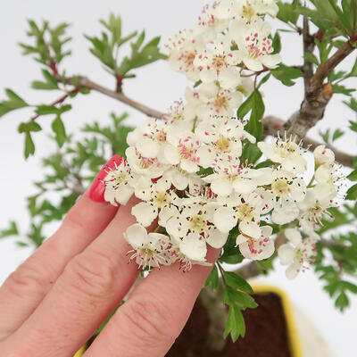 Venkovní bonsai - Hloh - Crataegus monogyna - 5