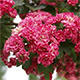 Venkovní bonsai - Hloh růžové květy - Crataegus laevigata paul´s  Scarlet - 5