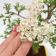 Venkovní bonsai - Hloh - Crataegus monogyna - 5/6