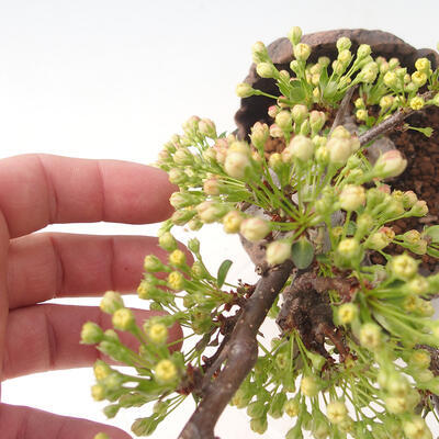 Venkovní bonsai - Malus sargentii -  Maloplodá jabloň - 5