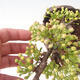 Venkovní bonsai - Malus sargentii -  Maloplodá jabloň - 5/6