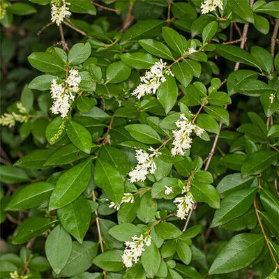 Venkovní bonsai - Ligustrum obtusifolium - Ptačí zob tupolistý - 5