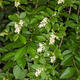 Venkovní bonsai - Ligustrum obtusifolium - Ptačí zob tupolistý - 5/5