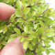 Venkovní bonsai - Zelkova - Zelkova NIRE - 2/2