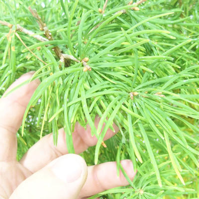 Venkovní bonsai - Pseudolarix amabilis - Pamodřín - 5