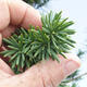 Venkovní bonsai - Taxus cuspidata  - Tis japonský - 5/5