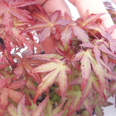 Acer palmatum  - Javor dlanitolistý - lesík - 5